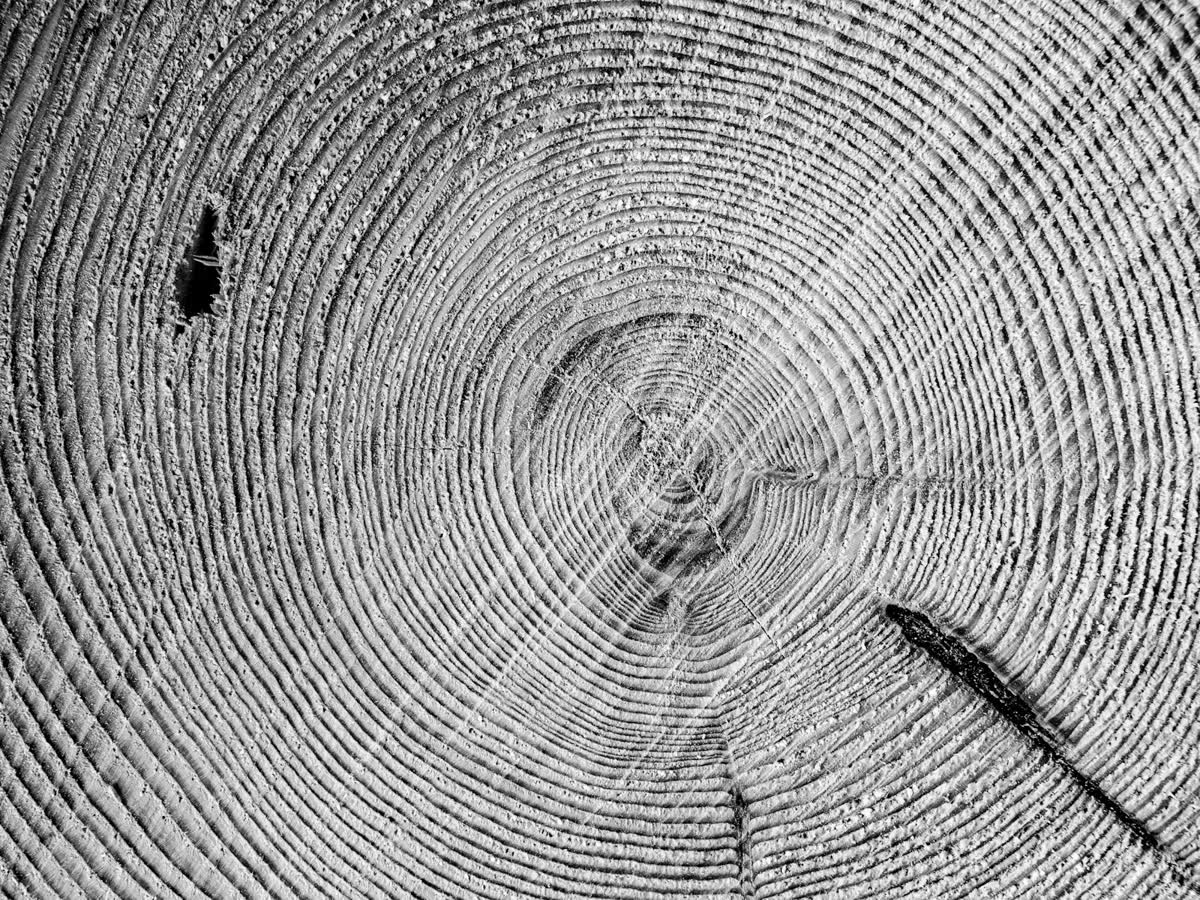 Concentric tree rings in a cross-section of wood, monochrome