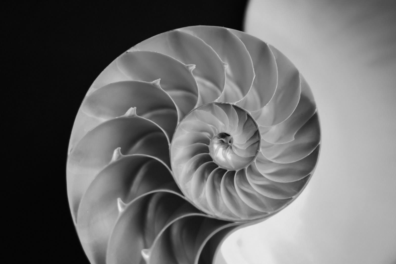 Cross-section of a nautilus shell in monochrome, revealing its logarithmic spiral chambers