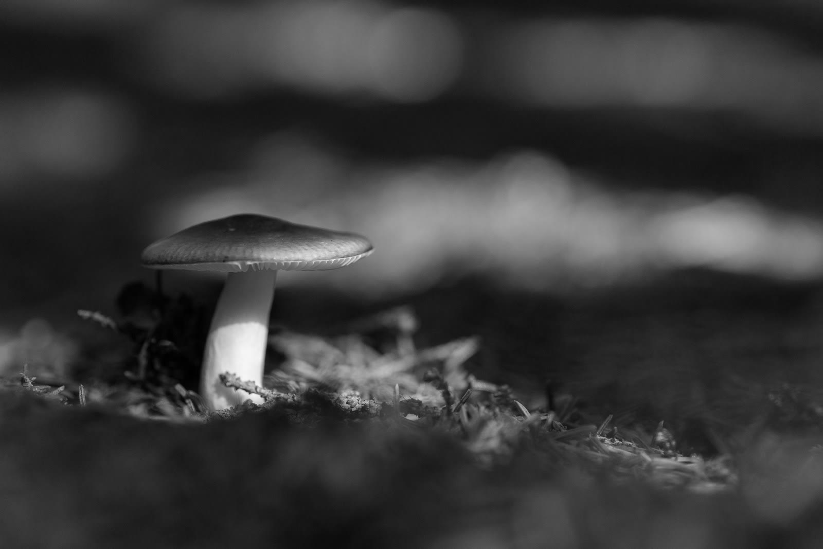 A single mushroom rising from the moss-covered forest floor in soft monochrome light