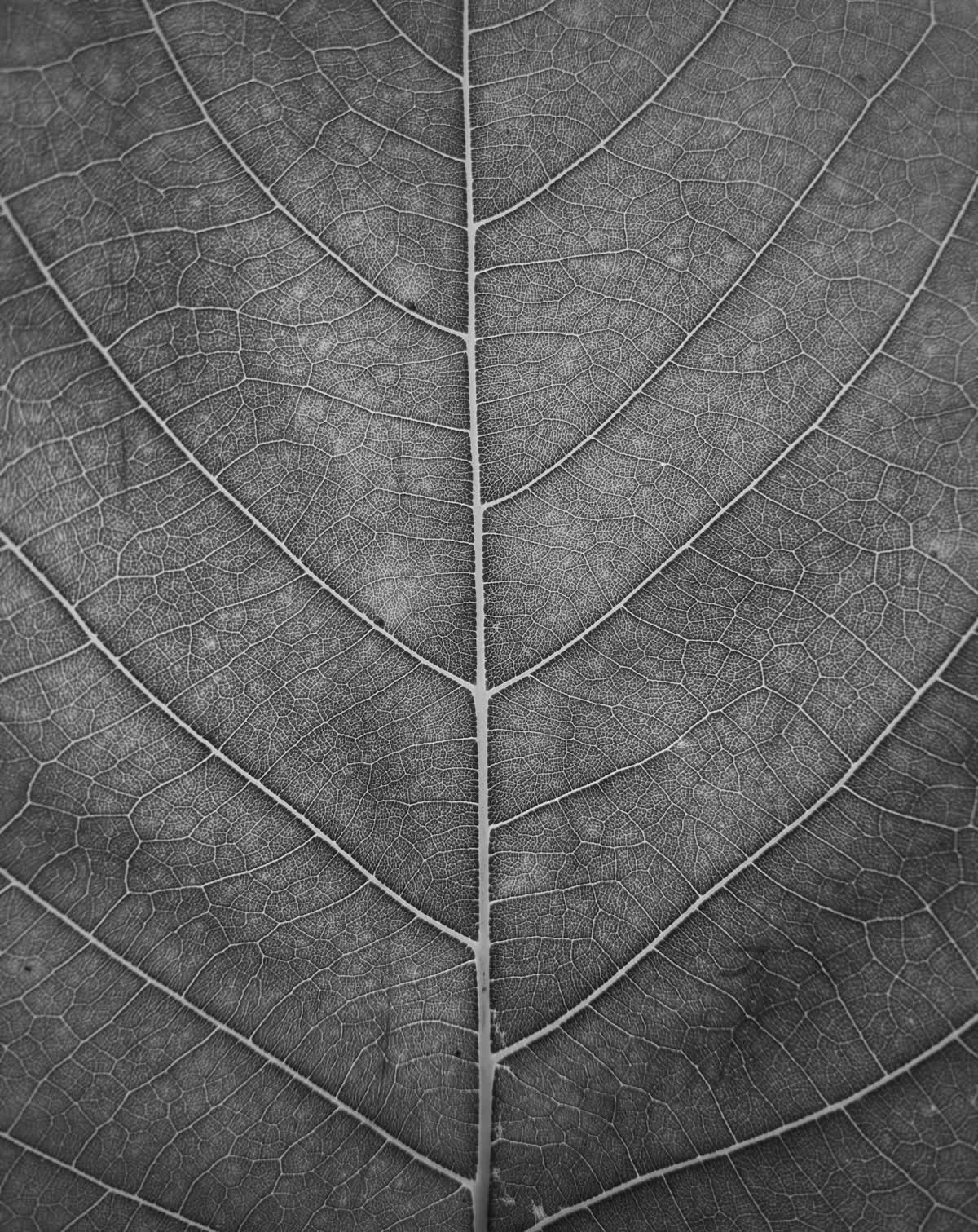 Macro view of a leaf’s branching vein network in monochrome