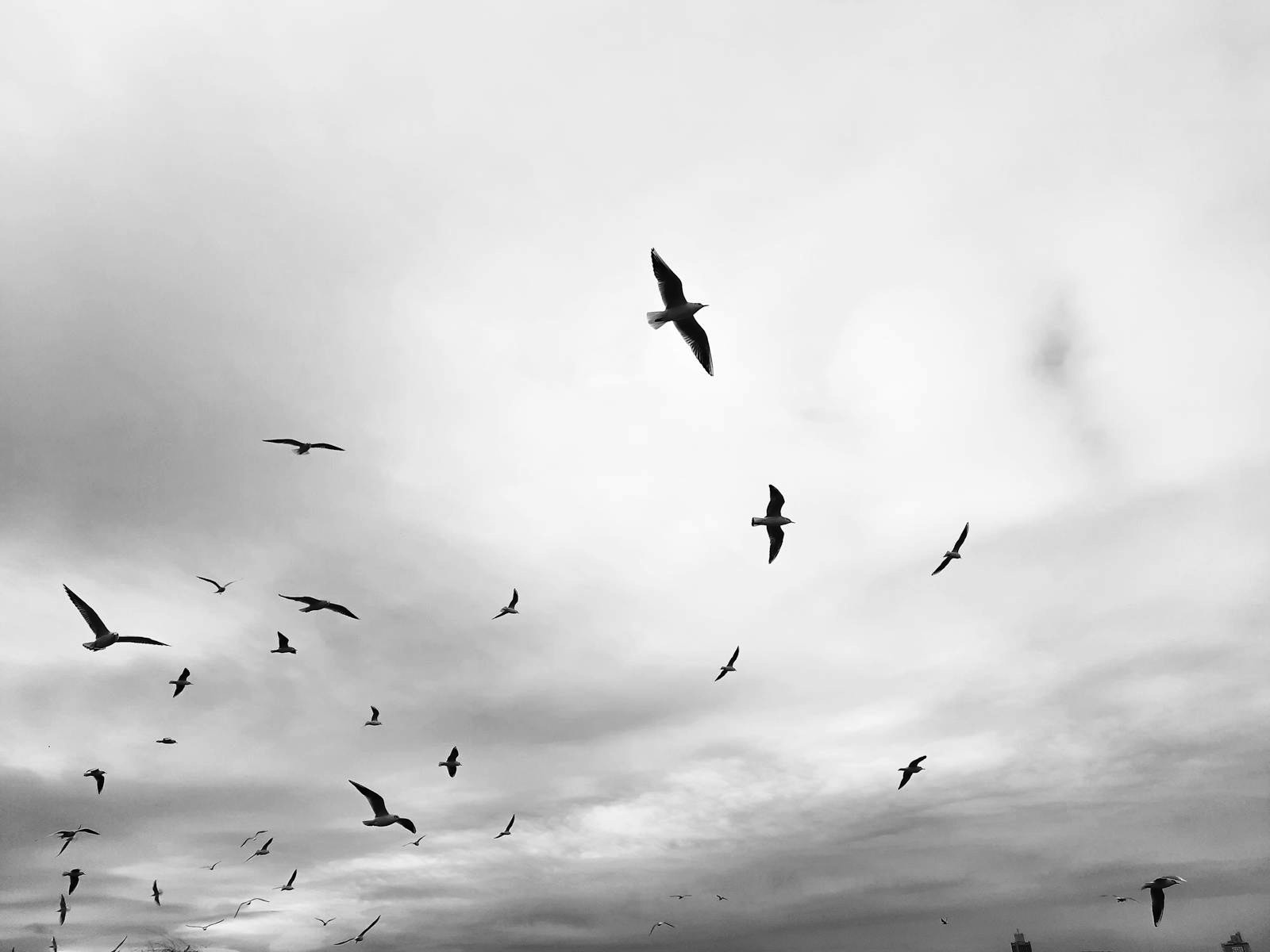 A flock of birds scattered across a cloudy sky in monochrome