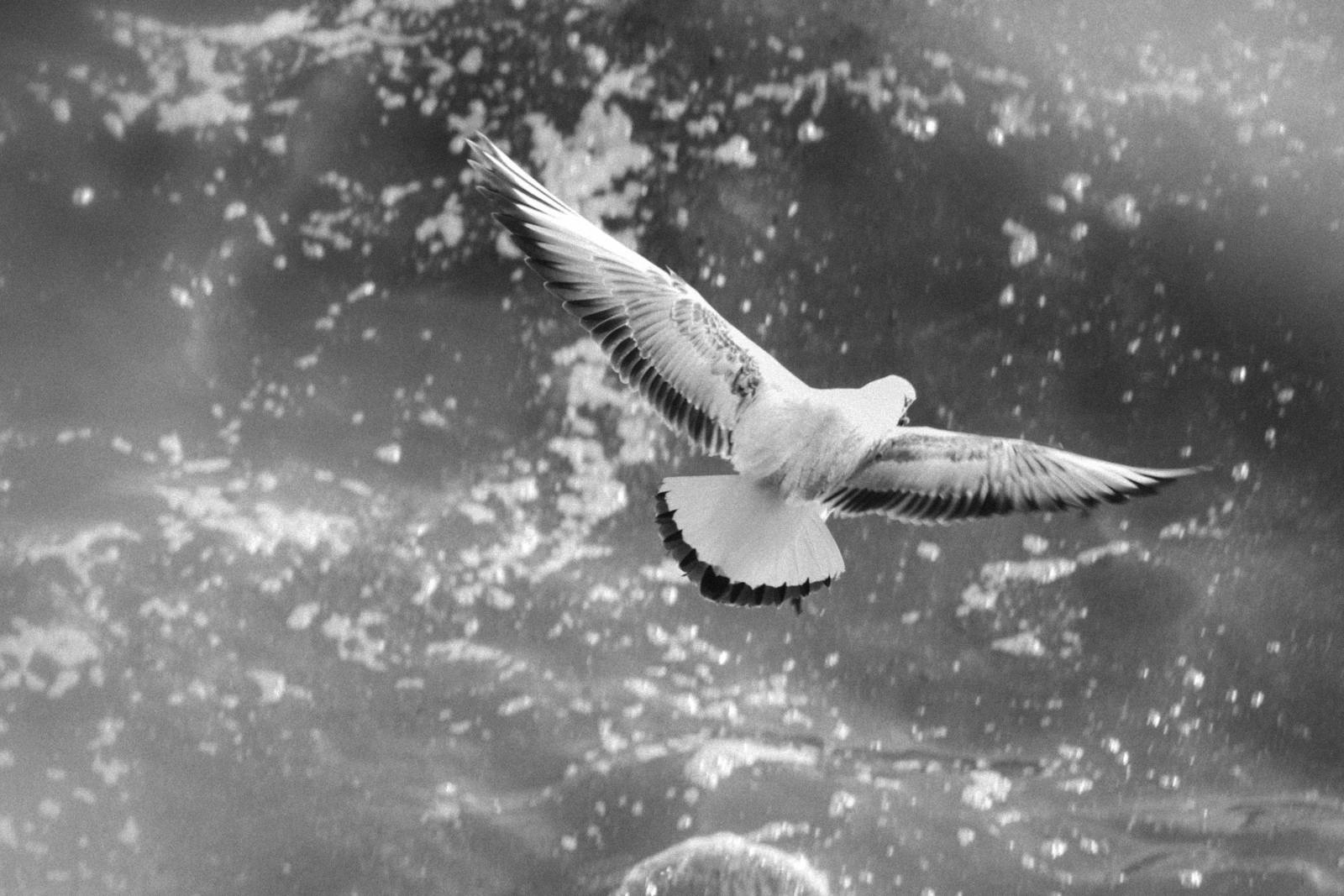 A single gull mid-flight over open water, wings and tail splayed as it turns