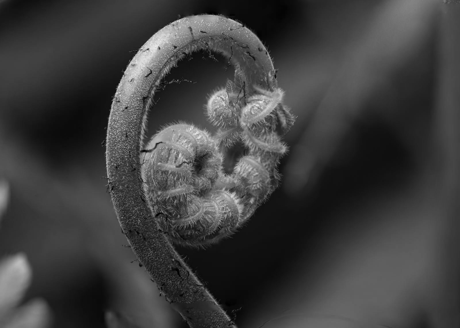 A fern fiddlehead macro in monochrome, showing a tight self-similar spiral