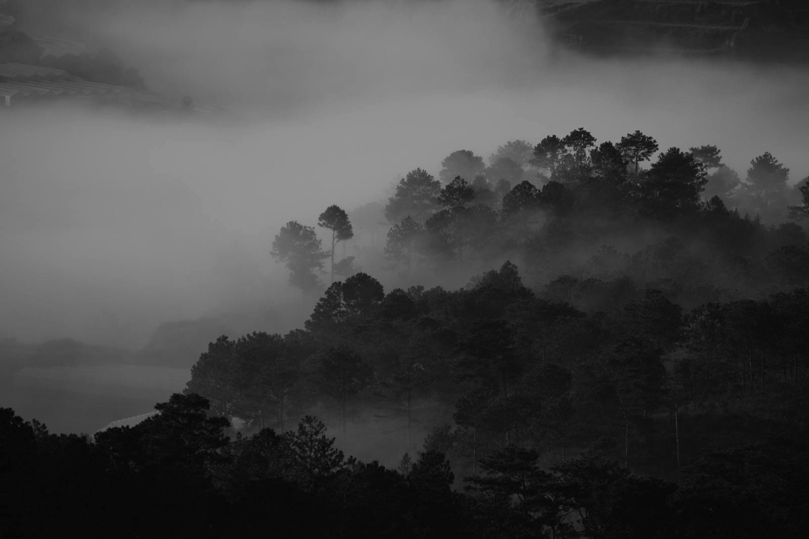 A forest in layered fog, the canopy receding into mist